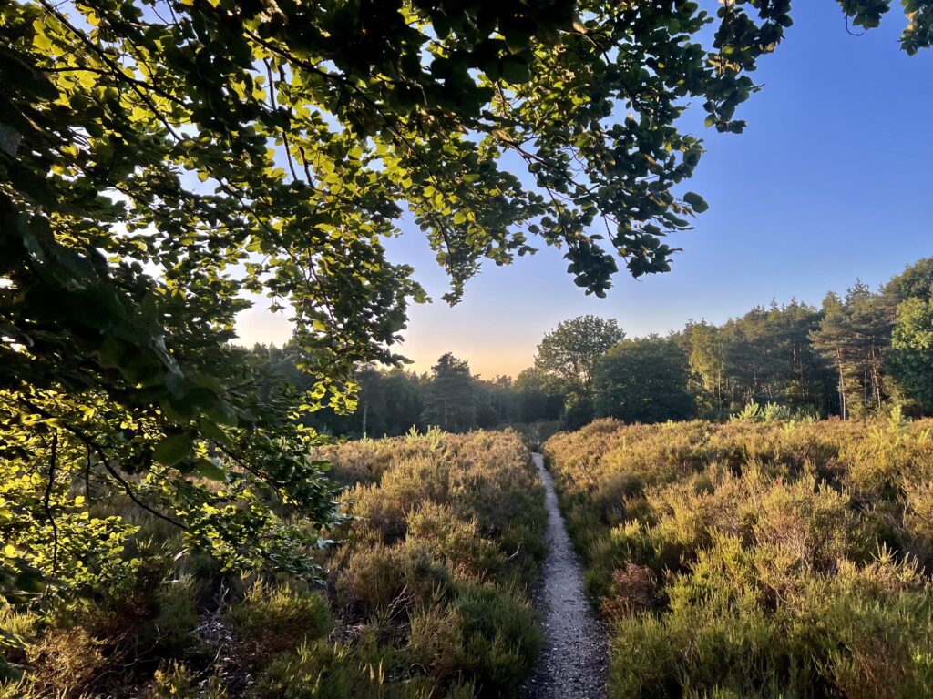 Utrechtse-Heuvelrug-trailrun-hardloop